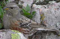 Birds of Madrid, central Spain - Alpine Accentor © John Muddeman